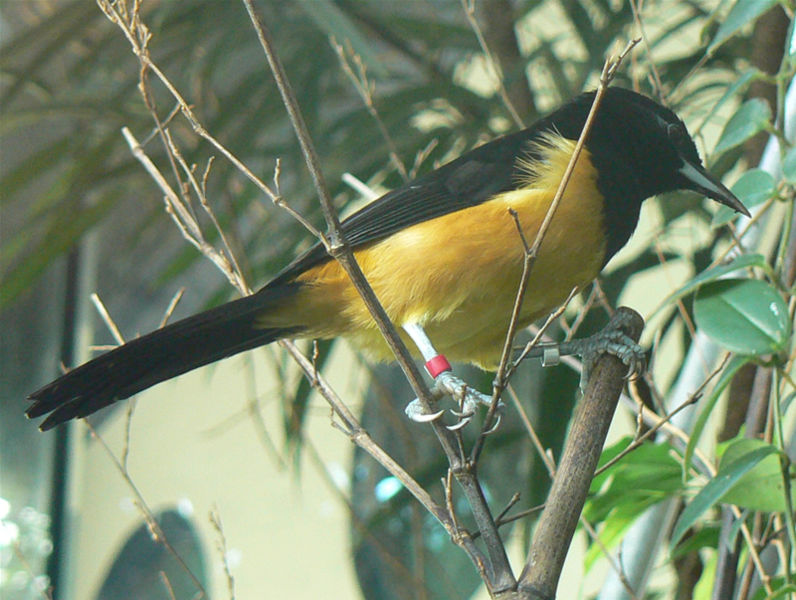 Montserrat Oriole (Icterus oberi) ©WikiC