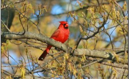 What An Honor – Top 100 Bird Blogs and&nbsp;Websites