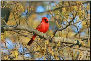 Northern Cardinal (Cardinalis cardinalis) by Daves BirdingPix