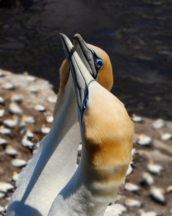 Northern Gannet (Morus bassanus) by W Kwong