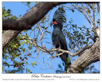 Palm Cockatoo (Probosciger aterrimus) by Ian