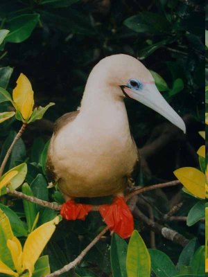 Red-footed Booby (Sula sula) by Bob-Nan