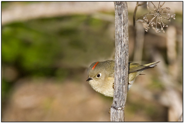 Ruby-crowned Kinglet (Regulus calendula) by BirdingPix