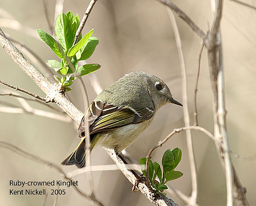 Ruby-crowned Kinglet (Regulus calendula) by Kent Nickell