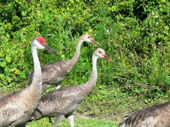 Sandhill Crane (Grus canadensis) with 2 juveniles by Lee