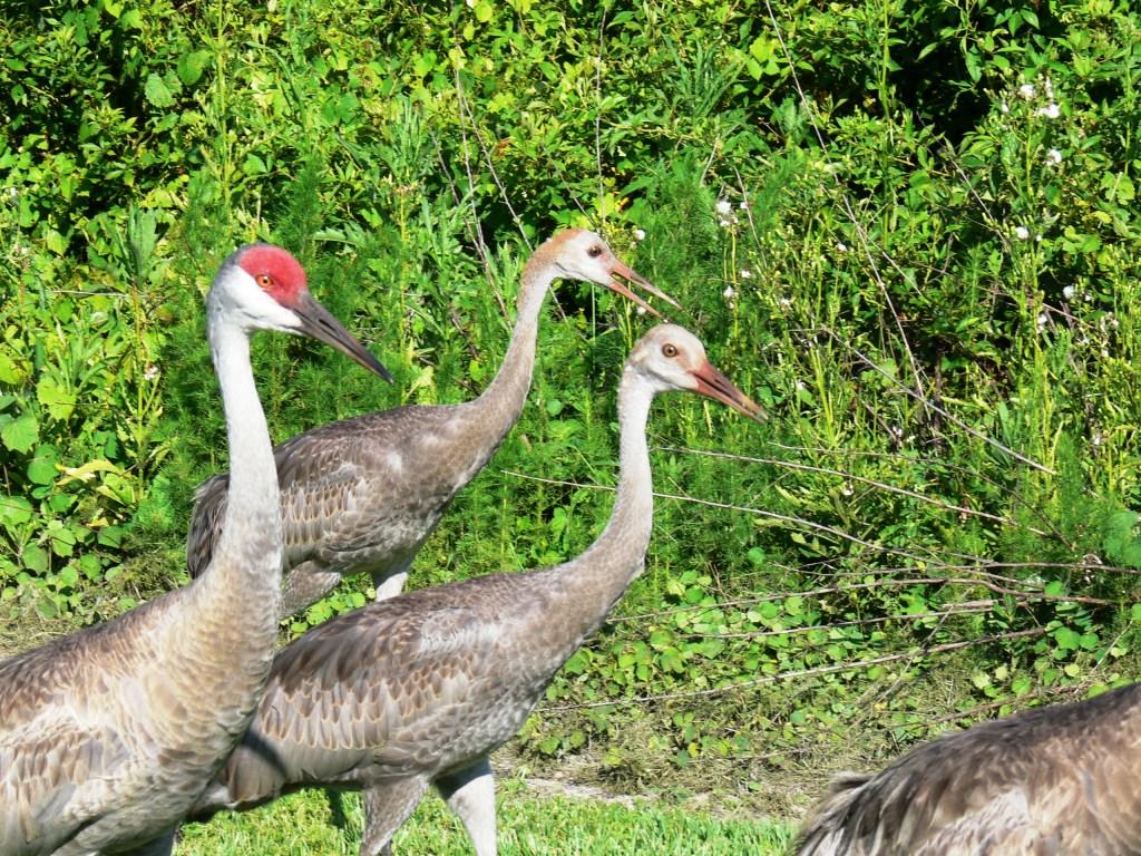 Sandhill Crane (Grus canadensis) with 2 juveniles by Lee