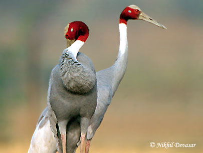 Sarus Crane (Grus antigone) by Nikhil Devasar