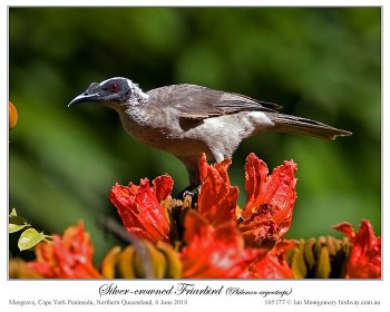 Silver-crowned Friarbird (Philemon argenticeps) by Ian