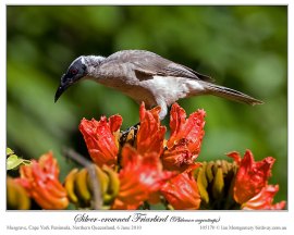 Silver-crowned Friarbird (Philemon argenticeps) by Ian