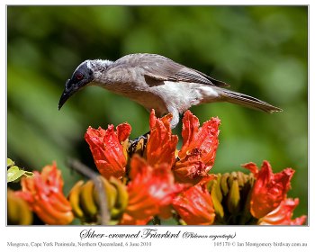 Silver-crowned Friarbird (Philemon argenticeps) by Ian