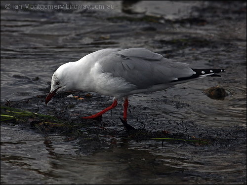 Silver Gull (Chroicocephalus novaehollandiae) by Ian