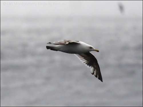 Slaty-backed Gull (Larus schistisagus) by Ian