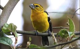 Working On IOC 4.3 Version – Name&nbsp;Changes