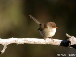 Superb Fairy-wren (Malurus cyaneus) Female by Nick Talbot