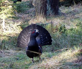 Western Capercaillie (Tetrao urogallus) ©Wikipedia