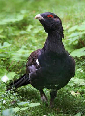 Western Capercaillie (Tetrao urogallus)©Wiki-Richard_Bartz