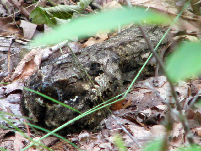 Whip-poor-will (Caprimulgus vociferus) at National Zoo