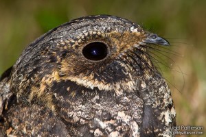 Whip-poor-will (Caprimulgus vociferus) by BirdsInFocus