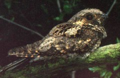 Whip-poor-will (Caprimulgus vociferus) ©RonAusting