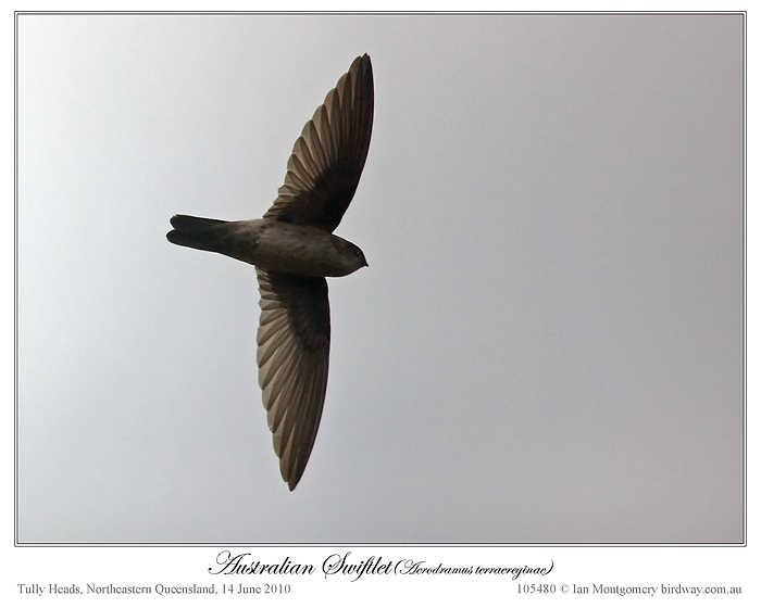 White-rumped Swiftlet (Aerodramus spodiopygius) by Ian Montgomery