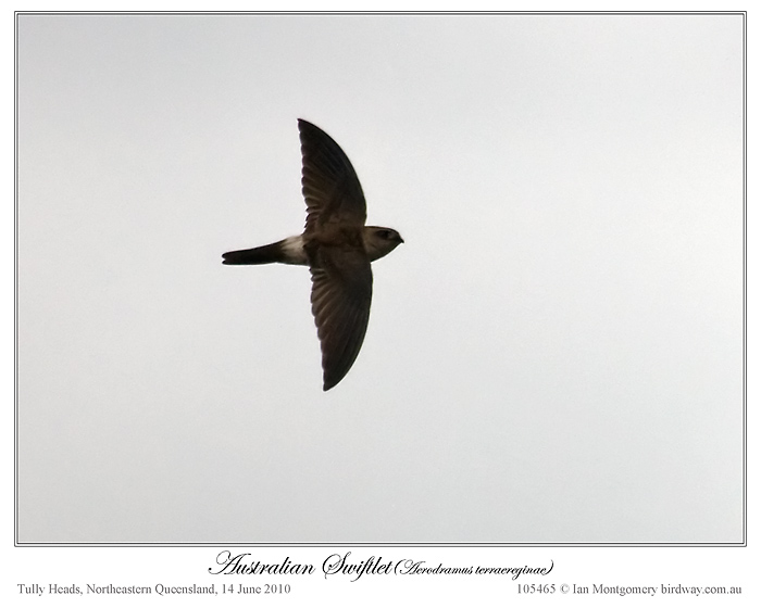 White-rumped Swiftlet (Aerodramus spodiopygius) by Ian Montgomery