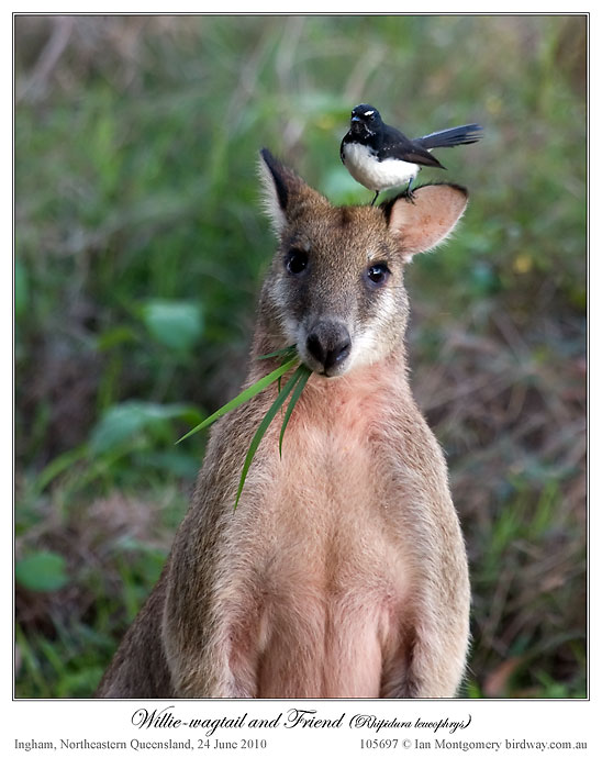 Willie Wagtail (Rhipidura leucophrys) on Wallaby by Ian Montgomery