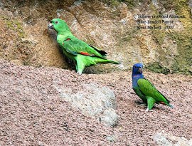 Yellow-crowned Amazon, Blue-headed Parrot by Kent Nickell