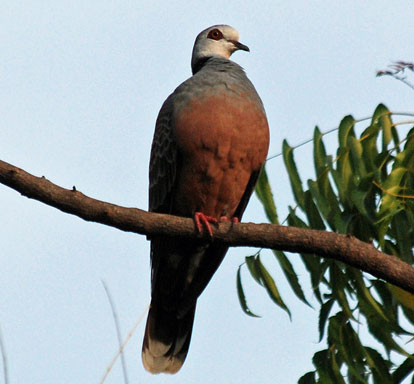 Adamawa Turtle Dove (Streptopelia hypopyrrha) ©WikiC Adamawa Turtle Dove (Streptopelia hypopyrrha) ©WikiC