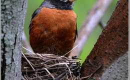 Friday Friends – Dorothy (Dottie)&nbsp;Malcolm