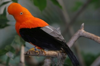 Andean Cock-of-the-rock (Rupicola peruvianus) by SanDiegoZoo