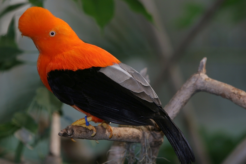 Andean Cock-of-the-rock (Rupicola peruvianus) by SanDiegoZoo