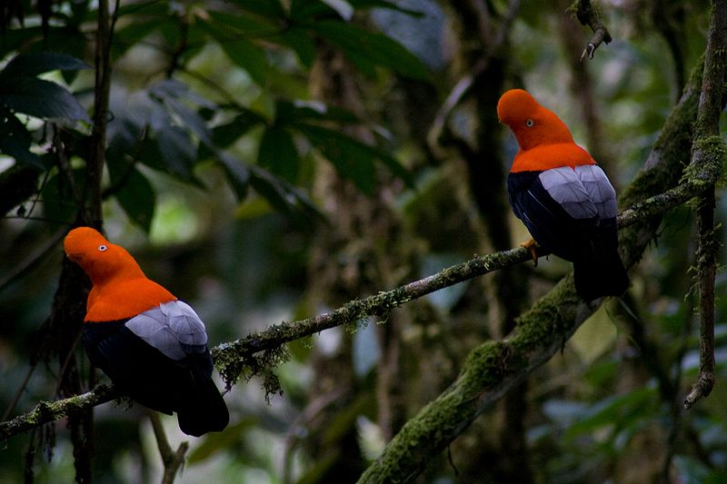 Andean Cock-of-the-rock (Rupicola peruvianus) by Wiki