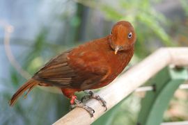 Andean Cock-of-the-rock (Rupicola peruvianus) female by SanDiegoZoo