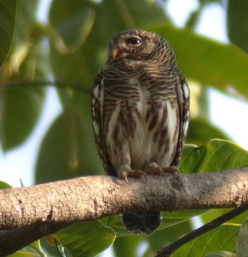 Asian Barred Owlet (Glaucidium cuculoides) by Peter Ericsson