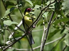 Australasian Figbird (Sphecotheres vieilloti) by Ian