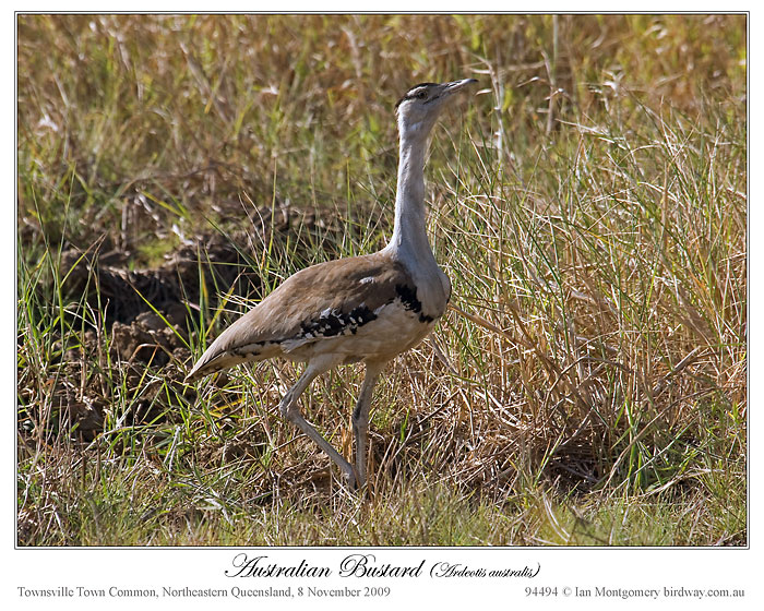 Australian Bustard (Ardeotis australis) by Ian
