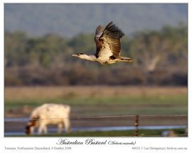 Australian Bustard (Ardeotis australis) by Ian