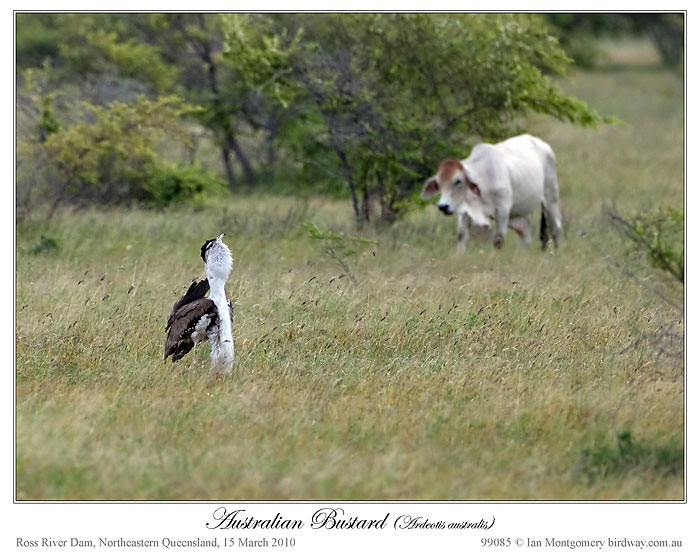Australian Bustard (Ardeotis australis) by Ian