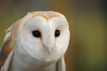 Western Barn Owls (Family Tytonidae) by Bob-Nan