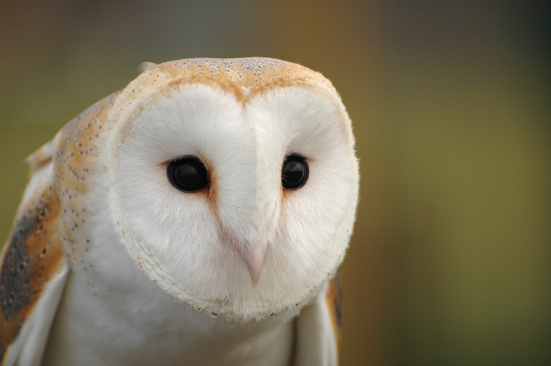 Western Barn Owls (Family Tytonidae) by Bob-Nan