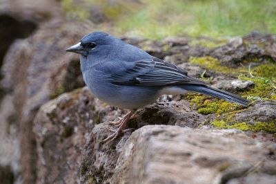 Blue Chaffinch (Fringilla teydea) ©WikiC