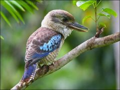 Blue-winged Kookaburra (Dacelo leachii) by Ian