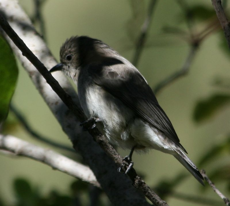Brown-backed (Wahlberg's) Honeybird (Prodotiscus regulus) byWiki