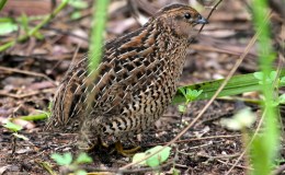 Birds of the Bible – How Many Are There? Part&nbsp;II