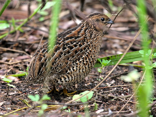 Brown Quail (Coturnix ypsilophora) by Ian
