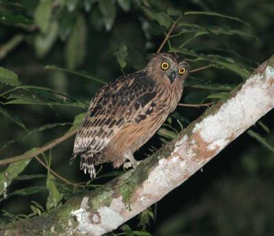 Buffy Fish Owl (Ketupa ketupu) by Peter Ericsson