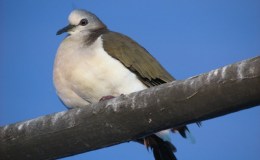 Bird Tales – Summertime&nbsp;Reading