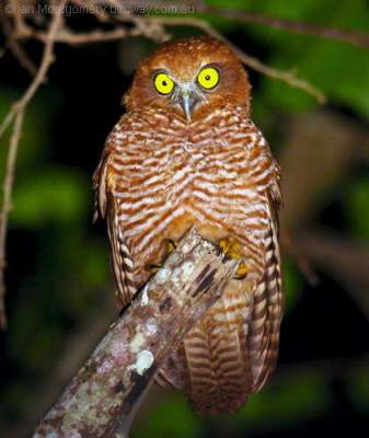 Christmas Boobook (Ninox natalis) by Ian
