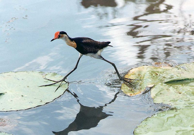 Comb-crested Jacana (Irediparra gallinacea) by Wiki