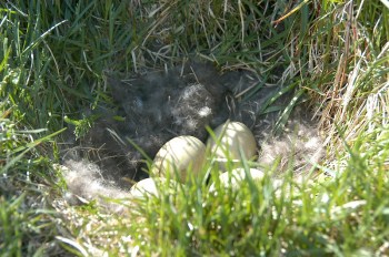 Common Eider (Somateria mollissima) nest by Bob-Nan Common Eider (Somateria mollissima) nest by Bob-Nan